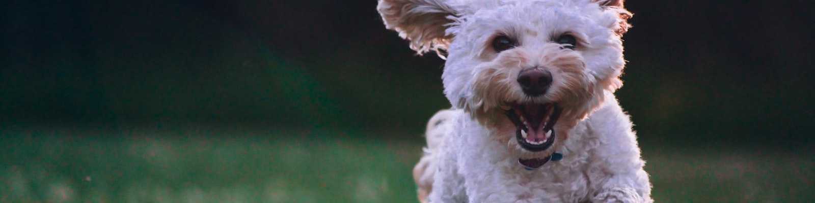 Happy dog running through grass