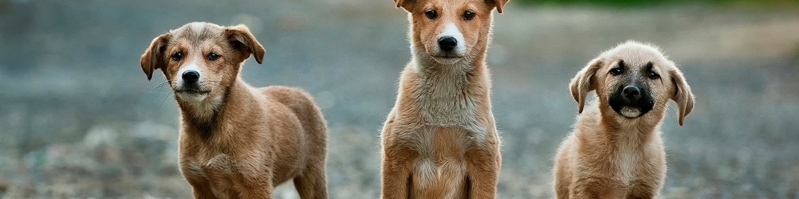 Three adorable puppies waiting for adoption