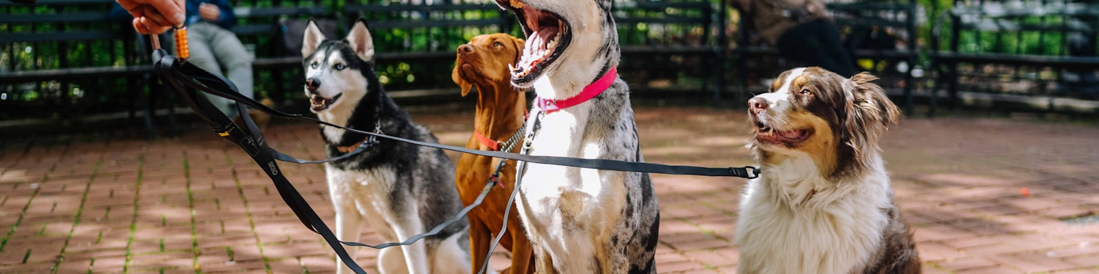 Dogs gathering at community event