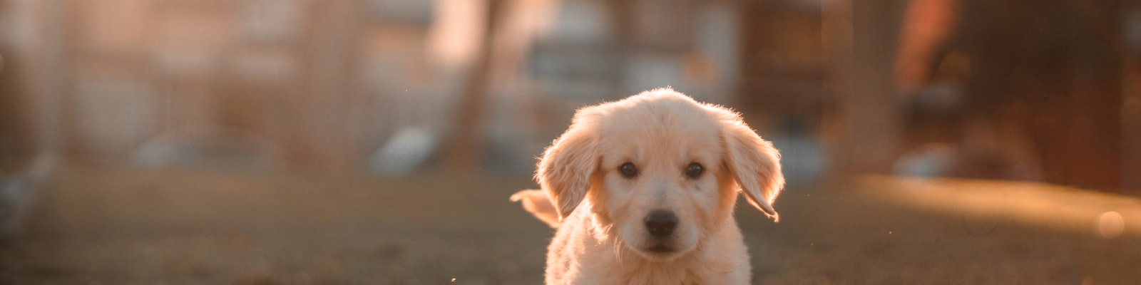 Puppy looking hopefully at camera