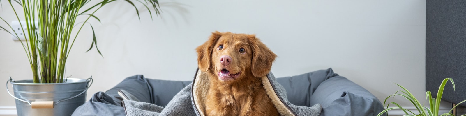 Dog resting comfortably in shelter bed